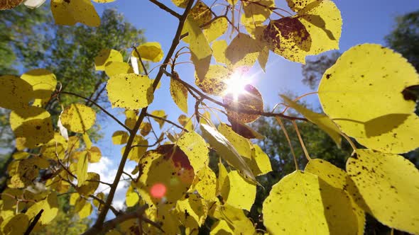 Slow motion push through Aspen leaves during Fall