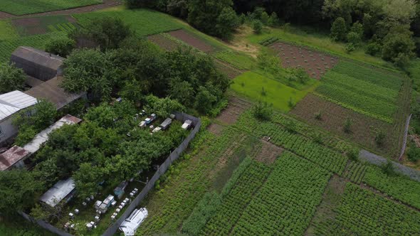 Apiary on Green Field