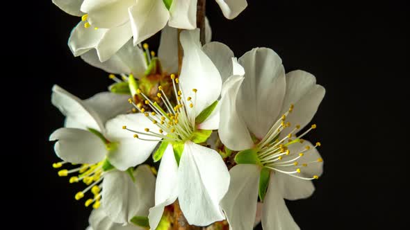 Almond Blossom Timelapse on Black