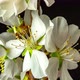 Almond Blossom Timelapse on Black - VideoHive Item for Sale