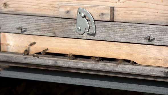 Closeup of bees entering and exiting a beehive (part 1 of 2).