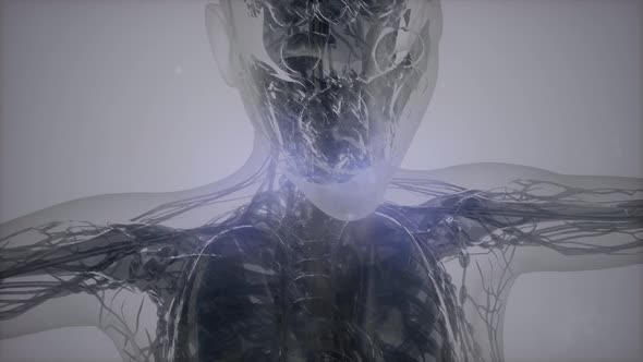 Magnetic Resonance Image Scan alt