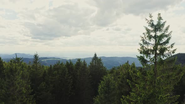 The Drone Rises Above the Tops of the Fir Trees Opening a View of Hilly Valley