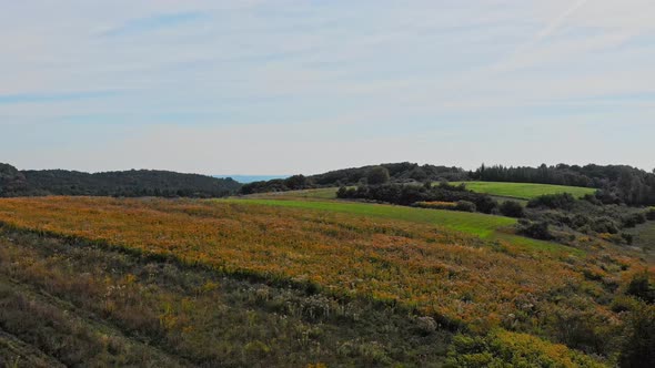 Autumnal wild meadow.