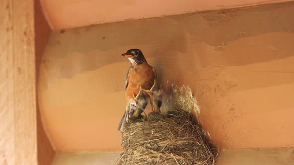 Nest full of baby robins