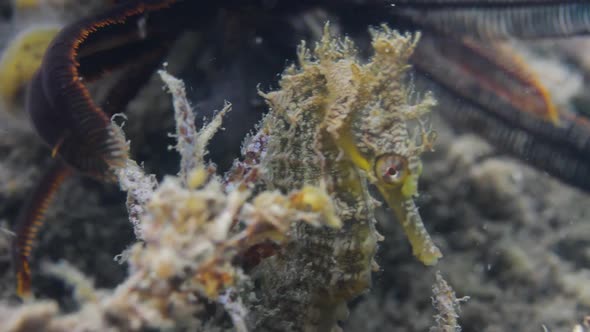 A seahorse resting on some seaweed swaying in the ocean current