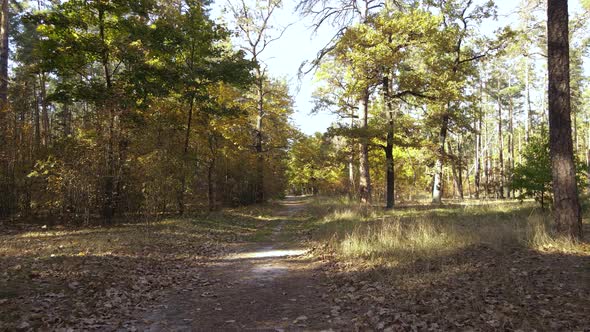 Forest Beautiful Landscape in an Autumn Day