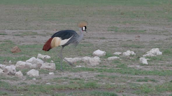 A Grey Crowned Crane pecking the ground searching for food in Nxai pan National Park Botswana