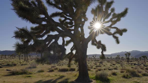 Sun Rays Getting Through Branches of a Joshua Tree (Aka Yucca Palm) in Joshua Tree National Park