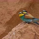 European Beeeater or Merops Apiaster - VideoHive Item for Sale