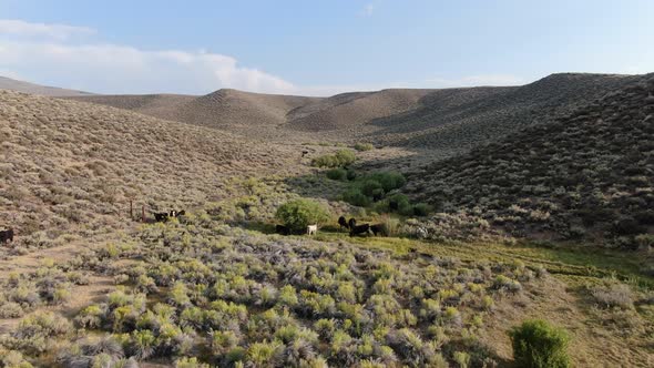 Aerial View of Scenic Green Desert Valley with Wild Horses in Mono County, USA