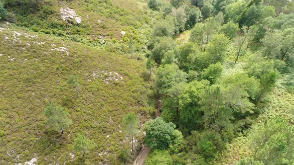 Horseback in the Forest