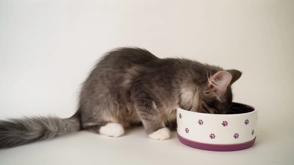 Cute Hungry Gray Kitten Eats From a Lilac Bowl on a White Background