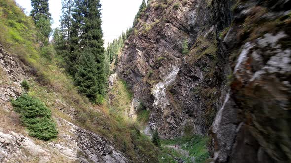 Coniferous Green Trees in the Gorge with the River