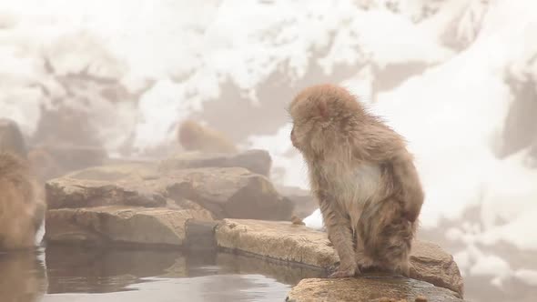 Snow Monkey in Hot Spring
