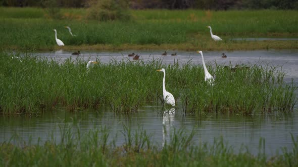 Egrets and ducks standing in tall grass in a pond of reclamation water.