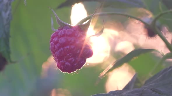Red Raspberries Hanging on a Branch of a Bush in the Garden Beautiful Rays of the Sun in the Frame