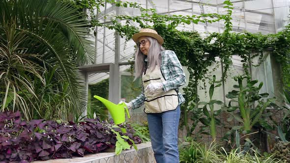 Senior Grey-Haired Woman in Hat and Workwear Working in Greenhouse and Watering Plants 