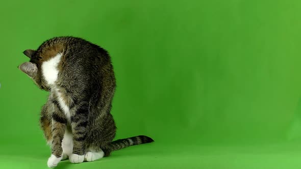 Isolated cat pattern. The cat on a green screen.