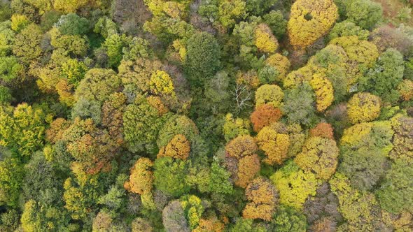 Autumn Forest Aerial Drone View