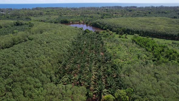 Palm Oil Tree Plantation view and rubber plantation from above