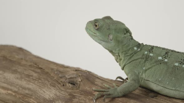 Close up basilisk extending tongue slow motion on white background