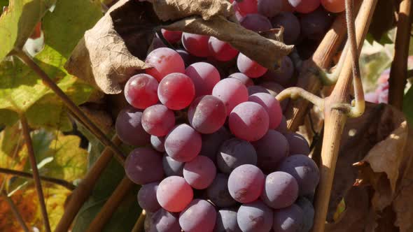 Vines with juicy cluster of  grapes in a vineyard 4K footage