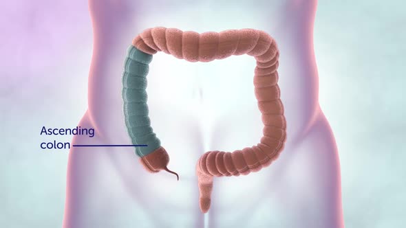 Human digestive system. Parts of the large intestine