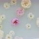 Flowers in a Bathtub - VideoHive Item for Sale