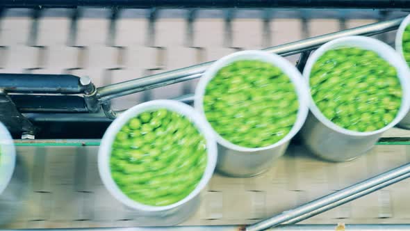 Top View of a Conveyor with Green Peas Packed Into Tin Cans