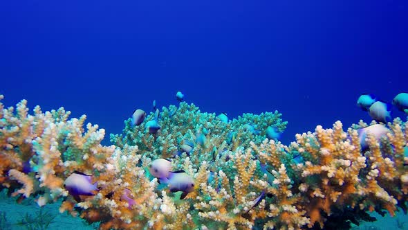 Tropical Blue Sea Colorful Fish