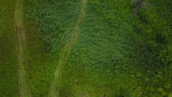 Flight Through a Smoke Over Burning Green Field, Wild Fire in Nature Landscape, Aerial Footage From