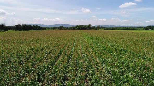 4k Aerial Drone flight over corn plant field.