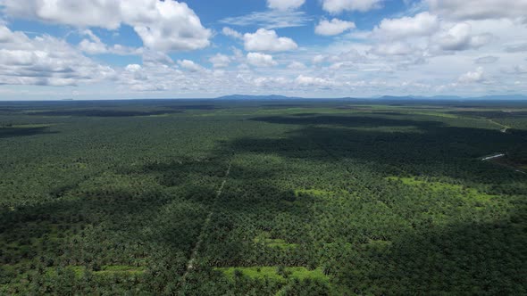 Aerial View of The Palm Oil Estates