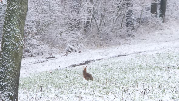 European Hare on a field with snow and starts running (Lepus europaeus).