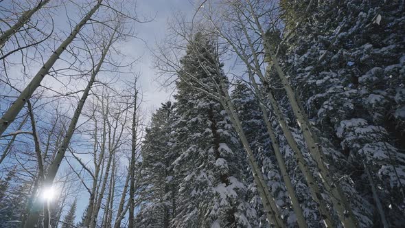 Aspen and Pine trees covered in snow