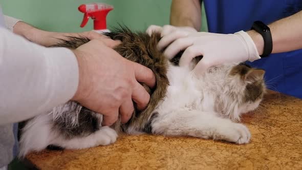 Veterinary Doctor Treats the Cat's Fur From Fleas and Lice in Veterinary Clinic