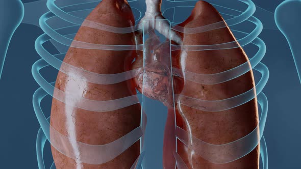 Heart Pumping Blood in Woman Body alt