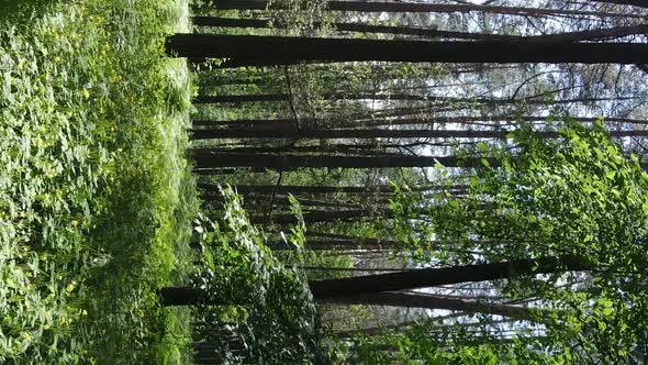 Vertical Video Aerial View Inside a Green Forest with Trees in Summer