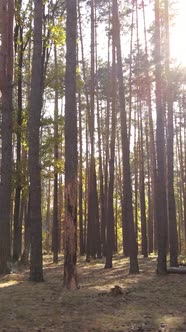 Vertical Video Trees in the Autumn Forest in the Afternoon