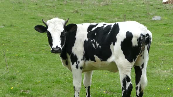 Young Heifer Grazes on a Green Meadow