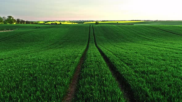 Aerial view of wheat in countryside at sunrise.