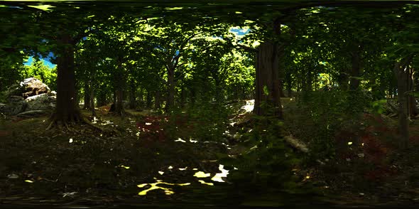 VR360 View of Morning Green Forest