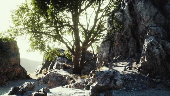 Green Tropical Tree Growing Lonely on a Greek Stone Cliff By the Sea