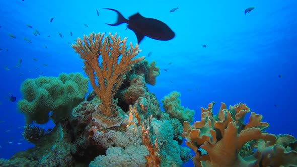 Marine Life Tropical Fish Garden