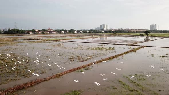 Aerial crane birds fly over the paddy field 