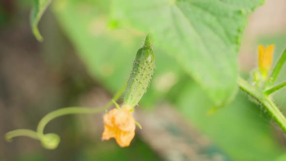 A Young Small Cucumber Grows Closeup on a Blurred Background