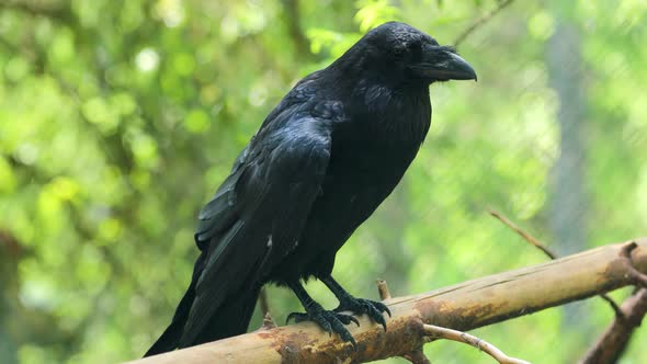 Common Raven Corvus Corax, Also Known As the Northern Raven