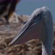 Young Dalmatian Pelican or Pelecanus Crispus in a Wild - VideoHive Item for Sale