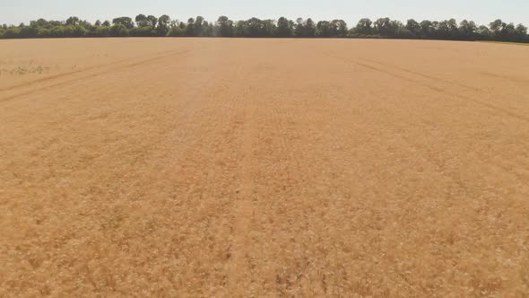 Organic farming Agricultural. Aerial view Wheat fieldthe. Harvest of grain crops.